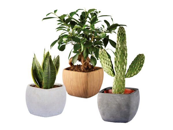 Ficus Ginseng