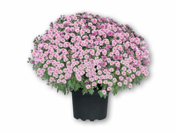 Chrysanthemumbusk