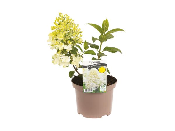 Hydrangea Silver Dollar