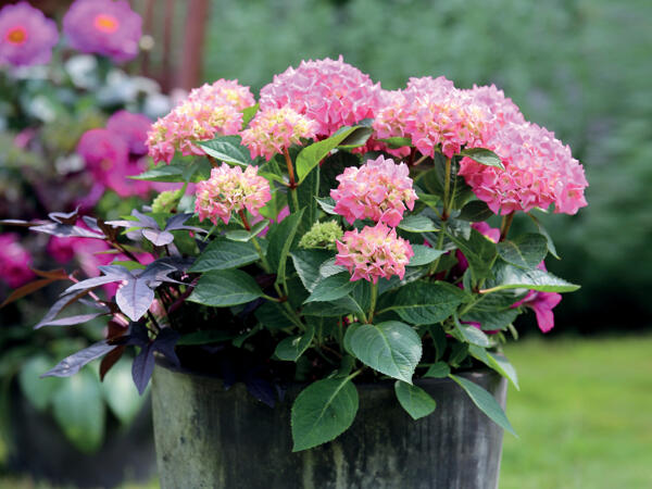 Stor dansk hortensia