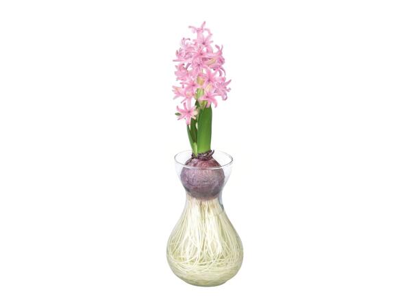Hyacinth in Glass