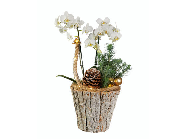 Orchidee Phalaenopsis in Topf mit Weihnachtsdeko