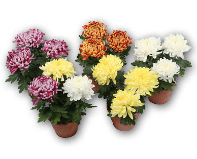 Crisantemi 3 fiori