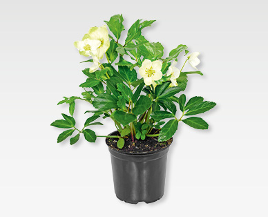 Rose de Noël
