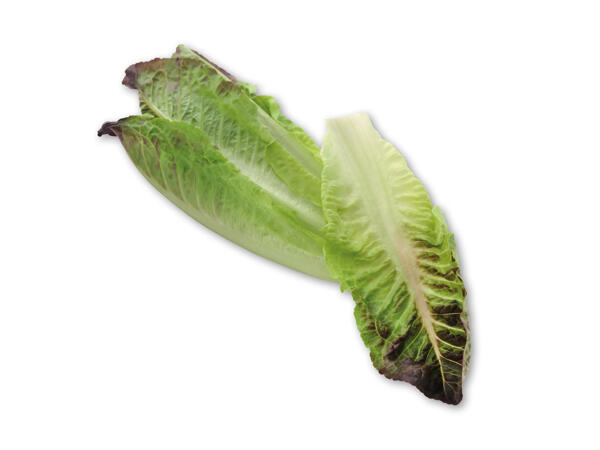 Mini romainesalat