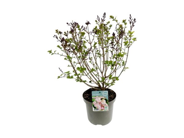 Lilac (Syringa)