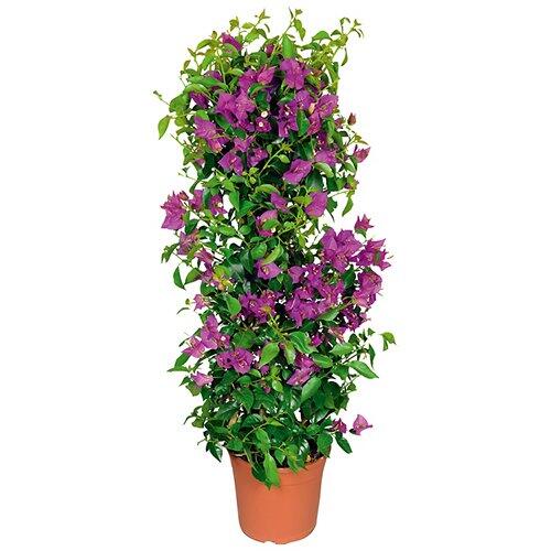 Bougainvillea a forma piramidale