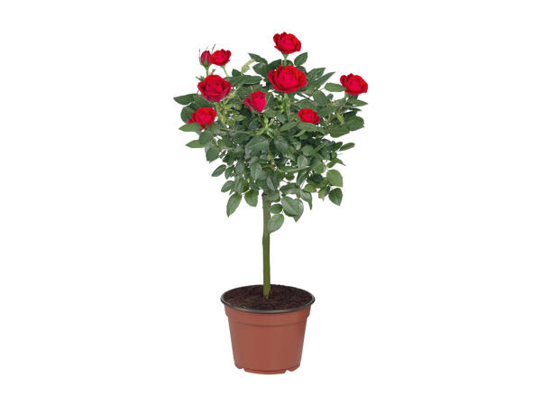 Rose Tree