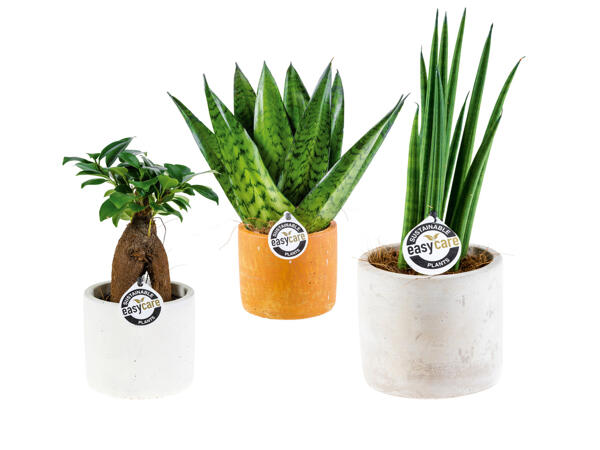 "Easy care" Green Plants