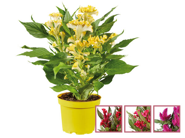 Celosia