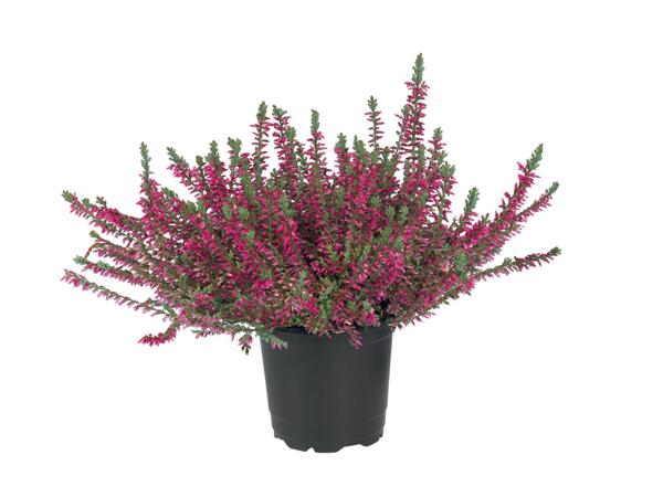 Heather