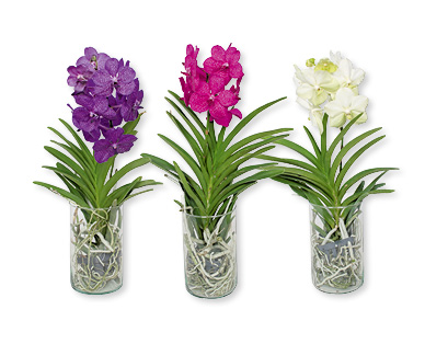Orchidée Vanda