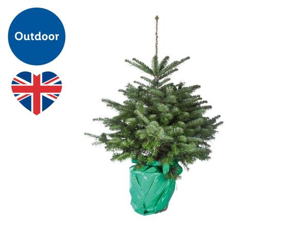 Pot Grown Christmas Tree