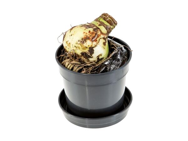 Amaryllis Pot Bulb in Gift Box