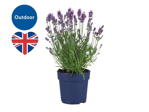 English Lavender