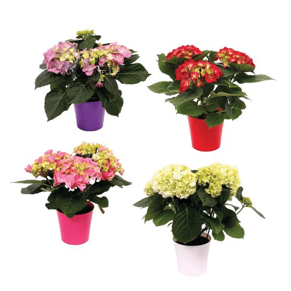 Hortensia