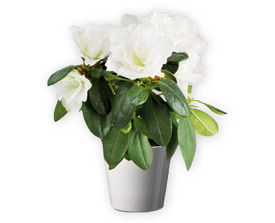 Mix di piante in fiore
