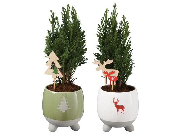 Konifere Ellwoodi in Weihnachtskeramik