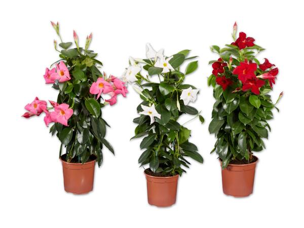 Dipladenia Pyramide