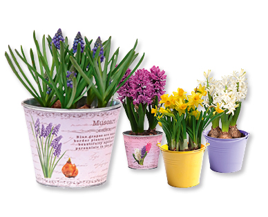 Bulbes de fleurs dans un pot en zinc