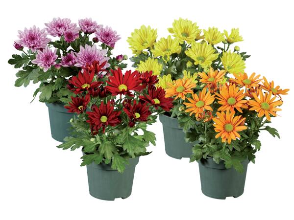Chrysanthemums