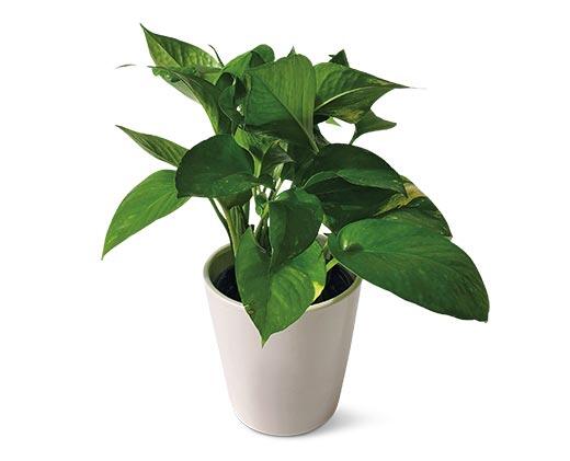 5" Foliage Assorted Varieties