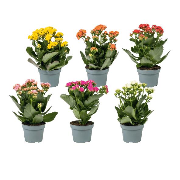 GARDENLINE(R) 				Kalanchoe