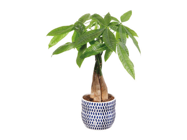 Green Plants in Ceramic