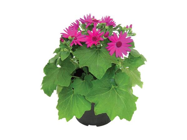 Senetti