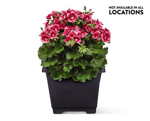 8" Patio Planter Assorted Varieties