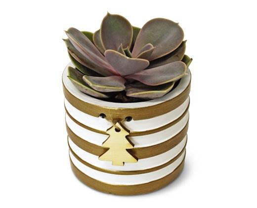 Holly Jolly Succulent