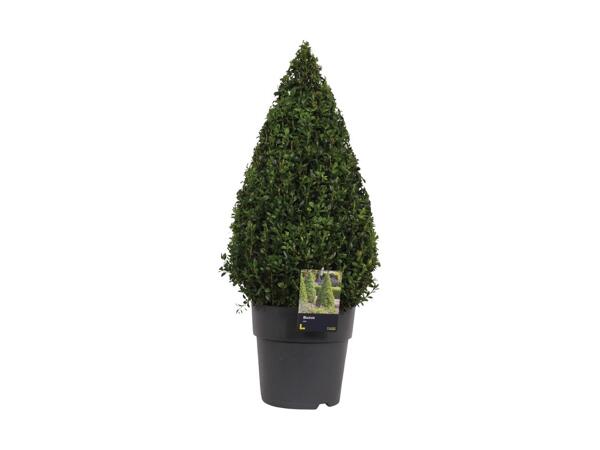 Large Buxus Pyramid
