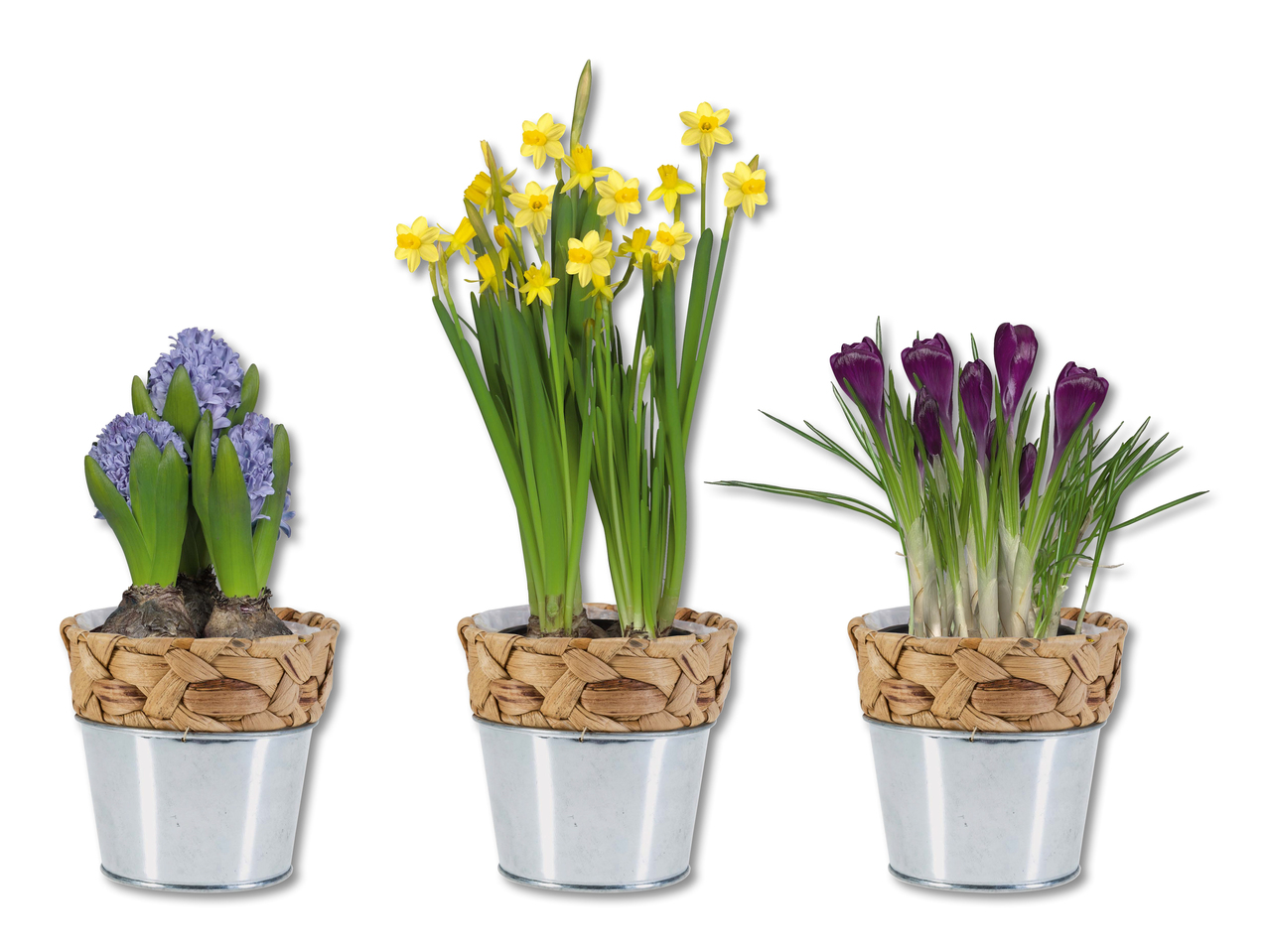 Bulbes à fleurs dans un pot végétal