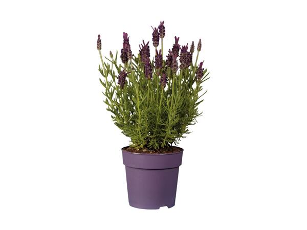 Sommerfuglelavendel