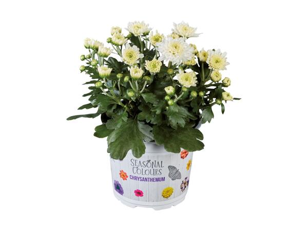 Krysantemum "Multiflora"