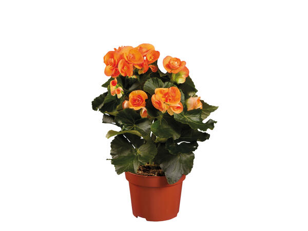 Begonia