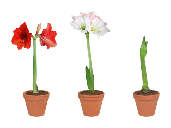 Amaryllis im Terracottatopf