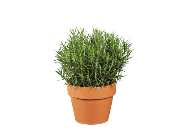Italian Herb in Terracotta Pot