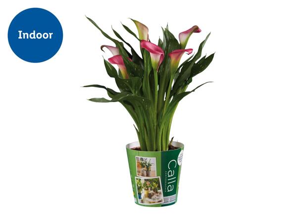 Calla Lilies