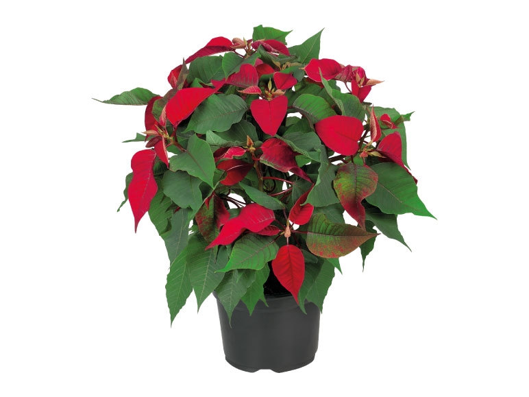Large Christmas Poinsettia