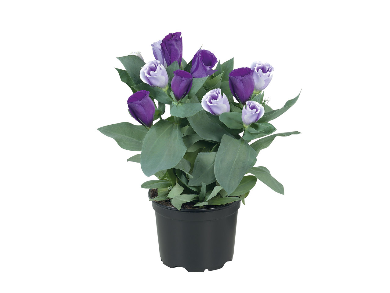 Eustoma1