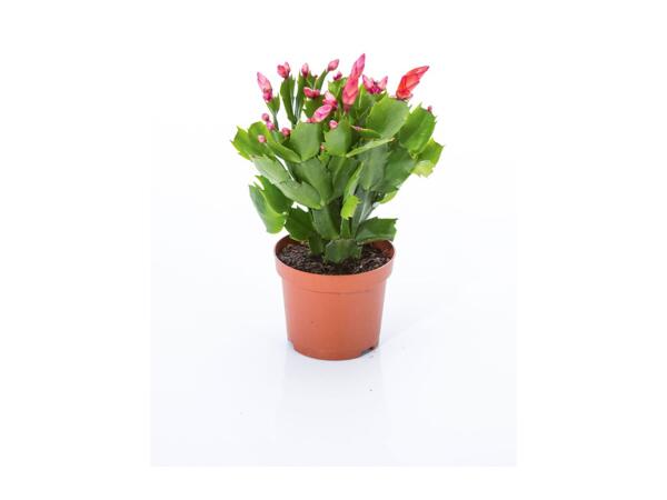Christmas Cactus