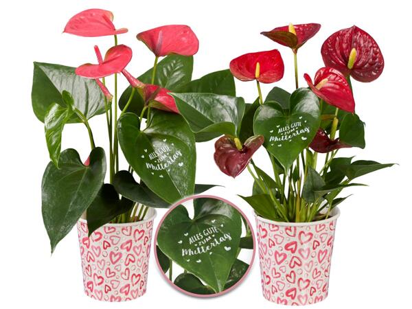 Anthurium Muttertag
