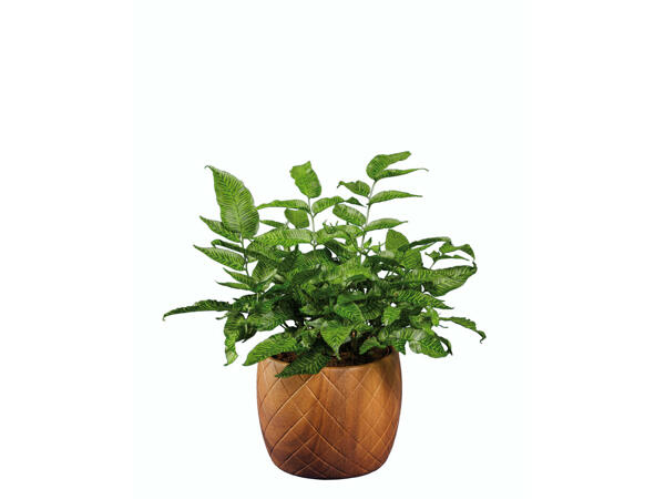 Plantes vertes avec pots en céramique effet bois