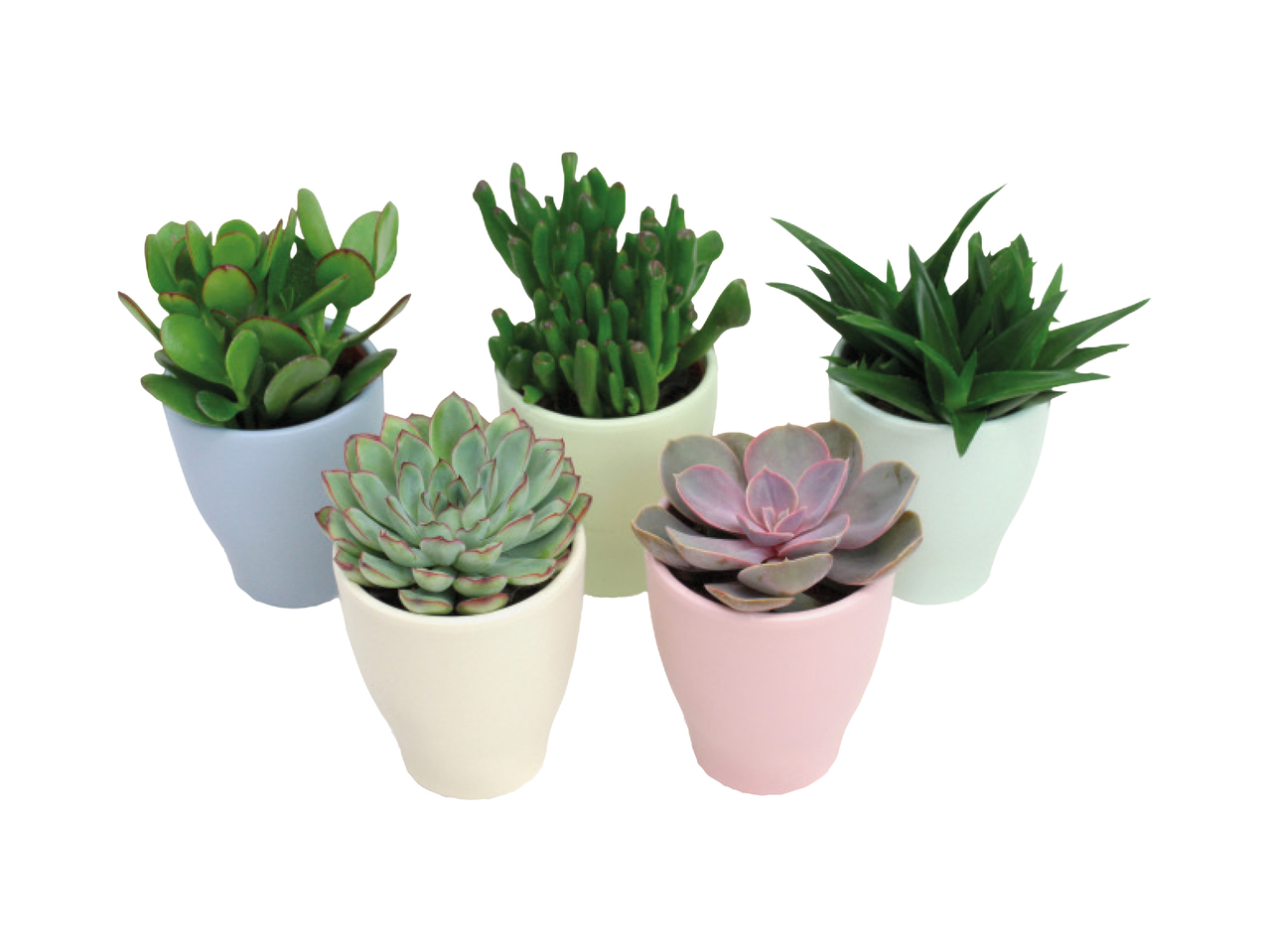 Succulent in Pastel Ceramic1