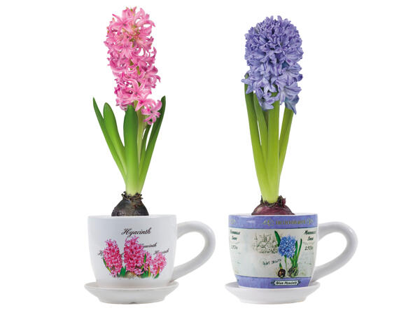 Hyazinthe in Tasse