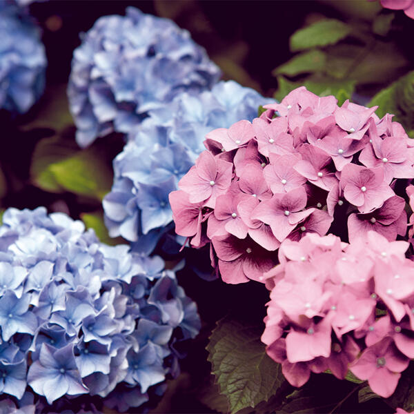 Hortensie XL