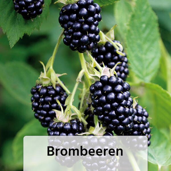 Himbeeren / Brombeeren XL – die Großen