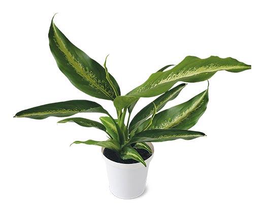 4" Foliage Assorted Varieties