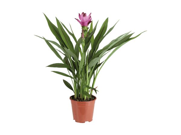 Curcuma (alismatifolia)